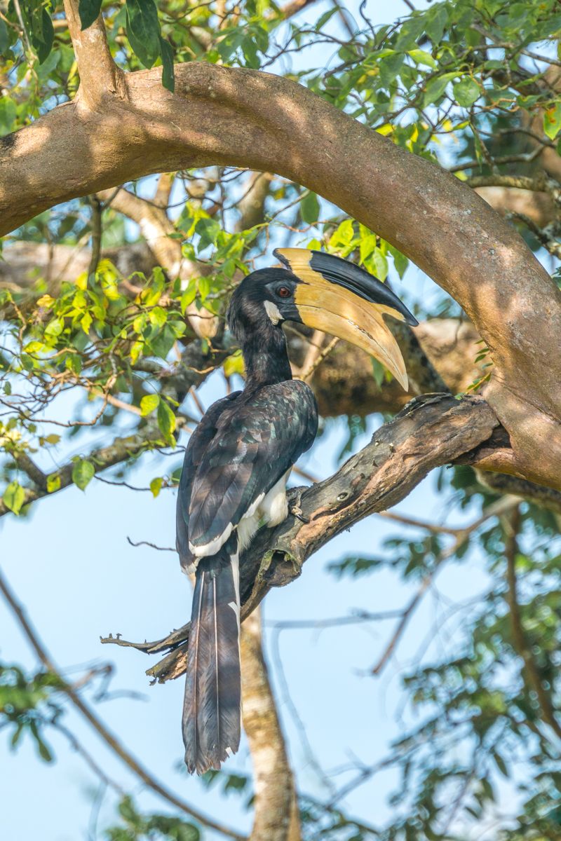 Bird Tour
