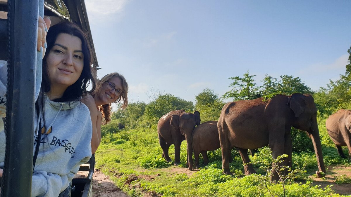 Guests watching an elephant herd from the jeep