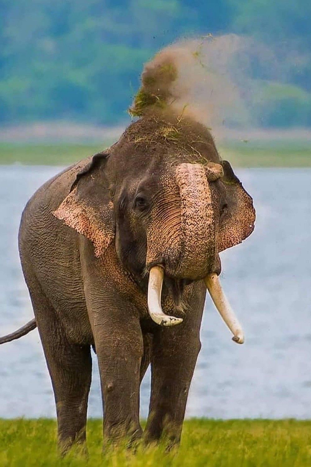 Sri Lankan elephant dust bathing by the Udawalawe reservoir
