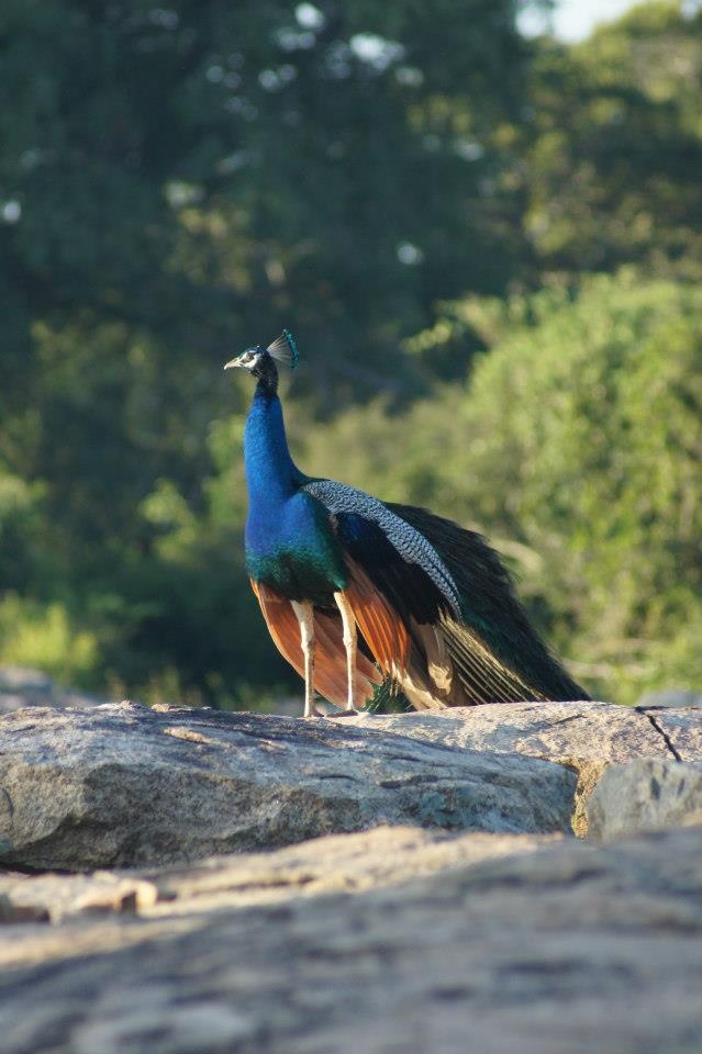 Peacock perched on a rock in Udawalawe National Park